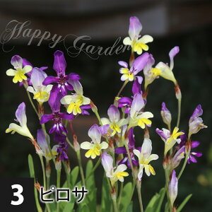   AςȂ XpLVX 3ނIׂ Iׂ5`9Zbgy͂  [֑ΉzԂ̋ Ԓd v Ă₷ HA  nbs[K[fy2025BUzy