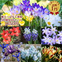【秋植え 球根】植えっぱなし 毎年楽しめる 小球根セット〜50球MAX 選べる全15種【お届け中】【メール便 送料全国 1円】ミニアイリス チオノドクサ クロッ...