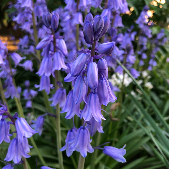 楽天市場 球根 シラー カンパニュラータ ブルー 5球セット お届け中 小球根 Hyacinthoides 草花 多年草 青花 球根植物 ガーデン ガーデニング 花壇 庭植え 鉢植え 22bu ハッピーガーデン