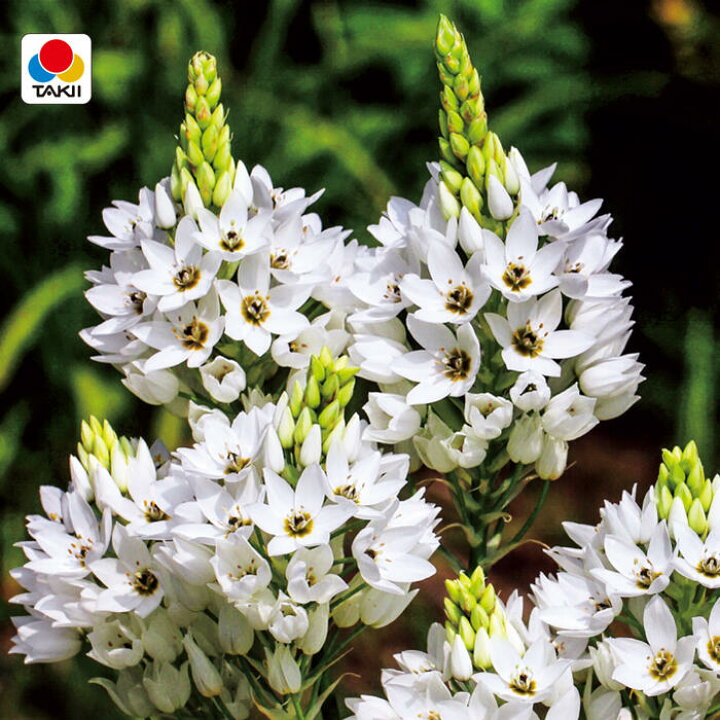 楽天市場 小球根 オーニソガラム シレソイデス 球根5球入り お届け中 Ornithogalum Thyrsoides シルソイデス 球根 花の球根 冬植え球根 ガーデニング 花壇 冬植え 鉢植え 庭植え 冬植え球根 多年草 21bu ハッピーガーデン 楽天市場 小球根 オーニソガラム シレソイデス 球根5球入り お届け中 Ornithogalum Thyrsoides シルソイデス 球根 花の球根 冬植え球根 ガーデニング 花壇 冬植え 鉢植え 庭植え 冬植え球根 多年草 21bu ハッピーガーデン