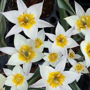 _^AςȂ  `[bv }炫 gPX^jJ IׂZbg 4`8y͂  [ zTulip  AςȂ HA A A 