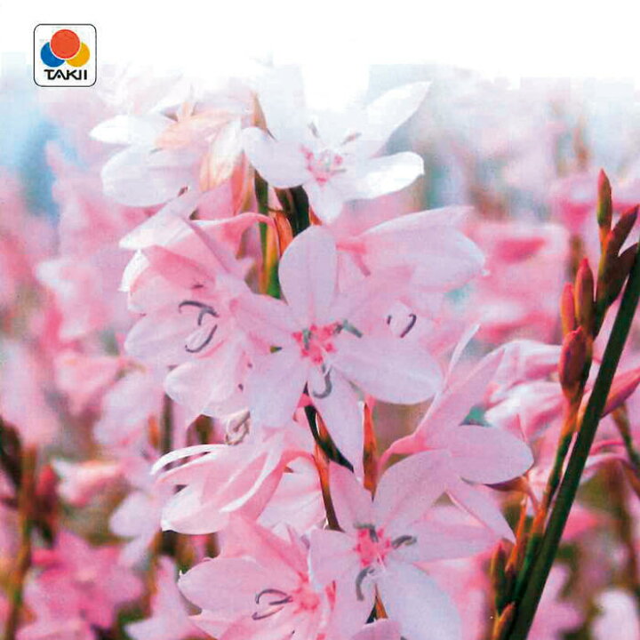 楽天市場 小球根 ワトソニア マルジーナピンク 球根5球入り お届け中 Watsonia 球根 花の球根 秋植え球根 ガーデニング 花壇 秋植え 鉢植え 庭植え 冬植え球根 多年草 21bu ハッピーガーデン