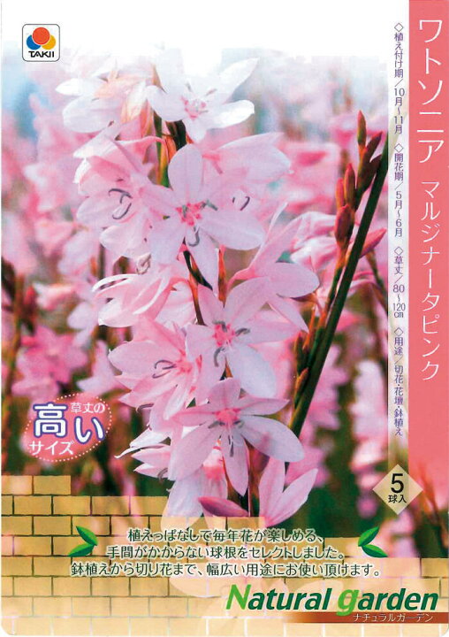 楽天市場 小球根 ワトソニア マルジーナピンク 球根5球入り お届け中 Watsonia 球根 花の球根 秋植え球根 ガーデニング 花壇 秋植え 鉢植え 庭植え 冬植え球根 多年草 21bu ハッピーガーデン