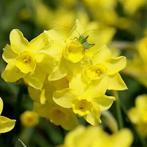  AςȂ  ~j~j Jbv炫 Tu[T 4ZbgtJ H ~Ays\10{`͂ @[ւł͂zNarcissus Sabrawsa CG[  Tu