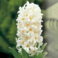 球根 花 水耕栽培 大きな球根 植えっぱなし球根 ヒヤシンス ホワイトパール 球根 1球セット 16cm 白【お…