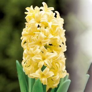   傫ȋ ͔| qVX VeB[Iun[ 1 F ~18-19cmy͂ ^ zHyacinths AςȂ Ԃ̋ HA HA K[fjO A Ԓd CO