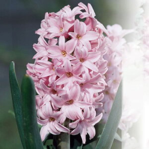   傫ȋ AςȂ qVX sNp[ 18/19cm   1Zbg y͂ ^ zAςȂ HA Ԃ̋ HA HA K[fjO A Ԓd 