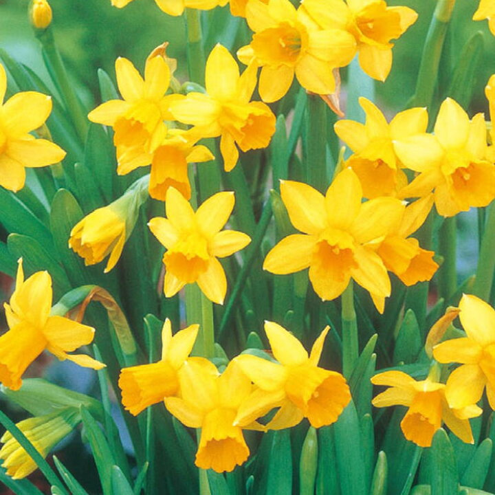 楽天市場 秋植え球根 ミニミニ水仙 テタテート 4球セット お届け中 Narcissus Tete A Tete 秋植え球根 鉢植え 庭植え 寄せ植え ガーデニング コンテナ 切り花 すいせん スイセン テティート テータテート ティタティタ きゅうこん 21bu Com ハッピーガーデン
