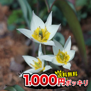 珍しい 花 球根の人気商品 通販 価格比較 価格 Com