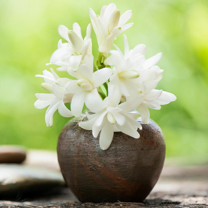楽天市場 球根苗 チューベローズ 芽出し2芽以上 1鉢 3 3 5号ポット お届け中 Polianthes Tuberosa Tuberose 球根植物 月下香 夜来香 ガーデン ガーデニング 庭植え 花壇植え 鉢植え 白花 ハッピーガーデン