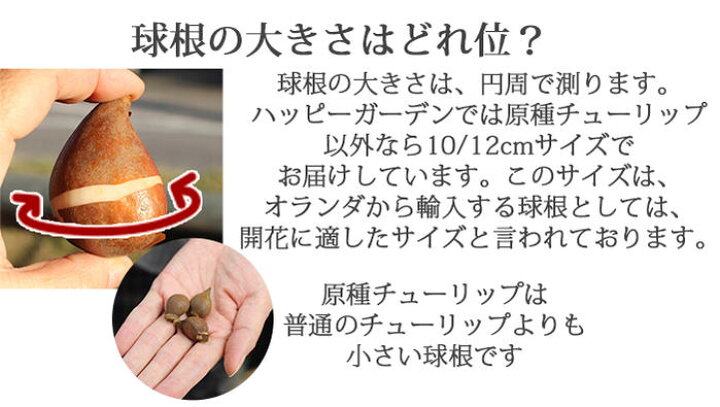 楽天市場 球根増量 冬植え球根 バラエティチューリップ球根 セット 4種 合計25球 増量35球 お届け お届け中 チューリップ 球根 冬植え 花の球根 八重咲き 枝咲き ユリ咲き フリンジ咲き 一重咲き 冬植え球根 原種 Co 21bu ハッピーガーデン