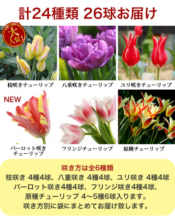 楽天市場 球根 バラエティチューリップ 合計24種 26球お届け お届け中 中型球根 チューリップ 球根 冬植え 花の球根 八重咲き 枝咲き ユリ咲き フリンジ咲き 一重咲き 冬植え球根 原種 22bu ハッピーガーデン