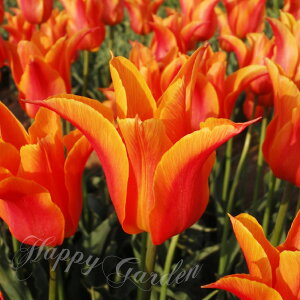   炫 `[bv o[i 4Zbg IW HAy͂ ^zTulip A Ԓd A K[fjO ϊ y2025BUzyCOMz