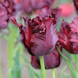   pbg炫 `[bv ubN pbg 4Zbg  HAy͂ ^zTulip bh A Ԓd A K[fjO ϊy2025BUzyCOMz