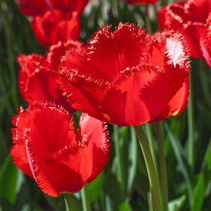   tW炫 `[bv NX^r[eB@4Zbg  HAy͂ ^zTulip Happy GenerationzCg bh A Ԓd A K[fjO ϊy2025BU