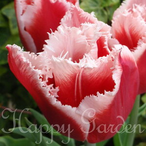   tW炫 `[bv JiX^ 5Zbg Ԕ HAy͂ ^zTulipa cv Canasta t ԐF g ʖT^N[X H Ԃ̋ Ԓd A K[f