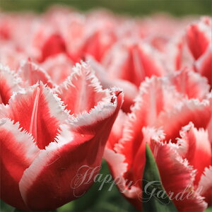 球根 花 フリンジ咲き チューリップ カナスタ 5球セット 赤白 秋植え球根【お届け中 中型球根】Tulipa cv Canasta 白いフリル 花色 紅白 別名サンタクロース 秋球根 花の球根 花壇 庭植え ガーデ