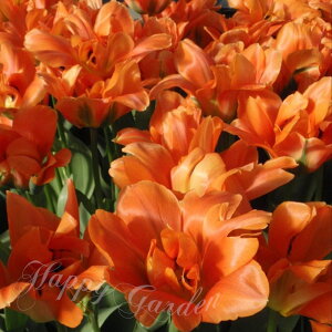   d炫 `[bv fBYj[hp 4Zbg  HAy͂ ^zTulip IW A Ԓd A K[fjO ϊy2025BUzyCOMz