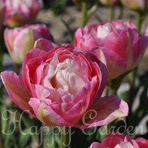    d炫 o炫 `[bv _uVK[ 3Zbg F HAy͂ ^zTulip Double Sugar A Ԓd A K[fjO pink ϊ 2025BU COMy9210z