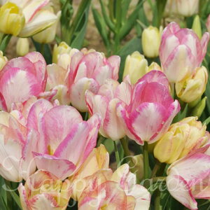    Fς}炫 u[P炫 `[bv h[Nu 5Zbg F HAy͂ ^zTulip Dream Club A zCg sN Ԓd A K[fjO 