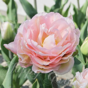   d炫 `[bv h[}[ 3Zbgy͂ ^zTulip Dreamer Ԃ̋  A HA Ԓd sN K[fjO K[f A H ~ nbs[K[f y2025