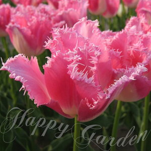  tW炫 `[bv t@V[t 5 Zbg ^y͂zTulip Fancy frills HA HA A A 񂹐A Ԓd K[fjO 2025BU COM