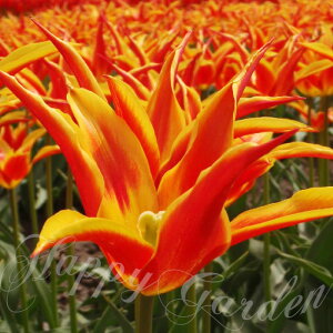   炫 HA `[bv tCAEFC 4 ԉ y͂Jn 9{` ^ zTulip ς炫 ~A t̉ K[fjO A Ԓd 񂹐A Mtgɂ