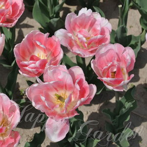   d炫 `[bv tHbNXgbg 4Zbg W HAy͂ ^zTulip  A 䉖炫Ԓd A K[fjO ϊy2025BUzyCOMz