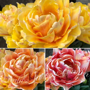   d炫 `[bv @tHNV[tHbNXgbg 5Zbg  HAy͂ ^zTulip zCg bh A Ԓd A K[fjO ϊy2025BUzyCOM