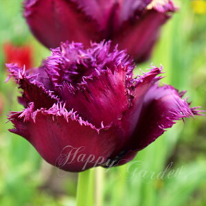   tW炫 `[bv S 5Zbg  HAy͂ ^zTulip A Ԓd A K[fjO ϊy2025BUzyCOMz