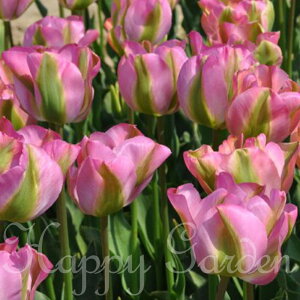   HA rfBt[炫 `[bv O[h 5Zbgy͂ ^zTulipa Greenland A A A Ԓd ؂ ~ nbs[K[fy2025BUzyCOMz