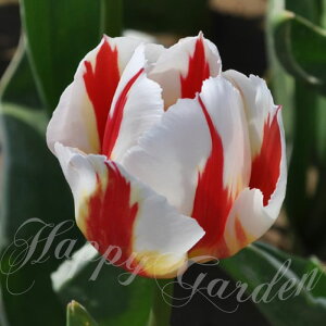   ԃXgCv͗llC d炫 `[bv nbs[WFl[V 5Zbg  HAys\9{`͂ ^zTulip Happy GenerationzCg bh A