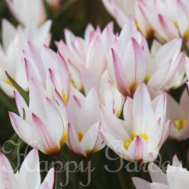 植えっぱなし球根 原種チューリップ ヒルデ 選べるセット 3〜6球セット【お届け中 メール便対応 ポストに投函　一部セットは全国どこでも送料無料】植えっぱなし 庭植え 秋植え 花壇 花壇 鉢植え 【2025BU】【mail】(2006)