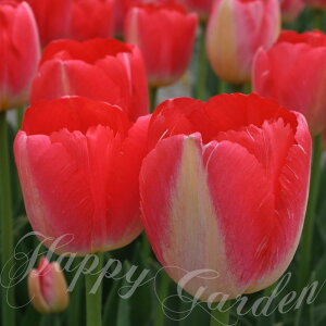   d炫 2F炫 `[bv WfB?XX^[ 5Zbg ԁy͂ ^zTulip Ԓd A K[fjO ϊ 2025BU COMy0829z