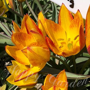 Vo AςȂ   `[bv W  5 Zbgys\ 10{`͂  [֑ΉzTulip HA  Ԃ̋ A HA Ԓd K[fj
