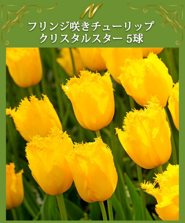 タキイ種苗 球根 チューリップ 50球詰め