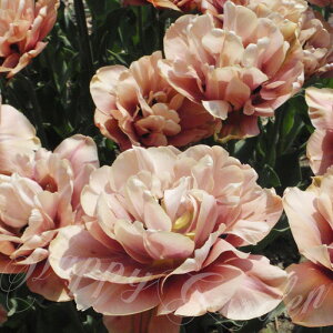   2F炫 `[bv ExEG|bN 3Zbg  HAy͂ ^zTulip zCg bh A Ԓd A K[fjO ϊy2025BUzyCOMz