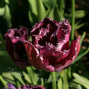   tW炫 `[bv uh[ 5Zbg  HAy͂ ^zTulip A Ԓd A K[fjO ϊy2025BUzyCOMz