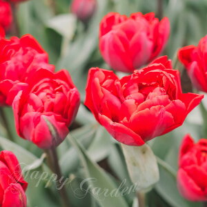   d炫 `[bv S 4Zbg  HAy͂ ^zTulip bh A Ԓd A K[fjO ϊy2025BUzyCOMz