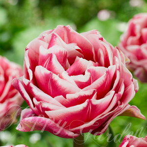   d炫 `[bv bc_X 3Zbgy͂ ^zTulip Let's Dance ԋ Ԕ A HA H Ԃ̋ Ԓd A K[fjO ϊ K[