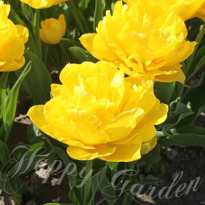   d炫 `[bv W 4Zbg  HAys\10{`͂ ^zTulip CG[ A Ԓd A K[fjO ϊy2025BUzyCOMzy9219z