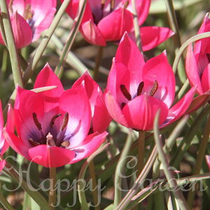 ���� �A�����ςȂ����� ����`���[���b�v ���g���r���[�e�B�[ 5���Z�b�g�y���͂��� ������ ���[���֑Ή��z�H�A������ ����� �Ԃ̋��� ��A�� �H�A�� �Ԓd �K�[�f�j���O �K�[�f�� �Ԓd ���A