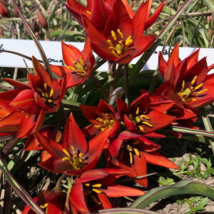 新登場 植えっぱなし 球根 花 原種チューリップ マーラ 球根5球 セット 赤花【お届け中 小球根 メール便対応】Tulip 秋植え球根 野放し 花の球根 庭植え 秋植え 花壇 ガーデニング ガーデン 鉢