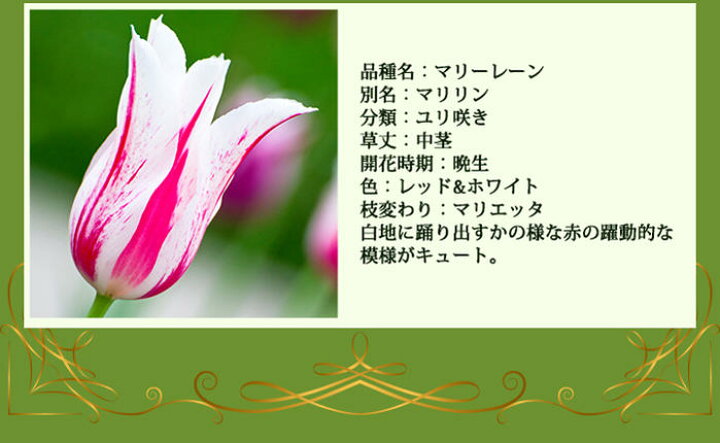 楽天市場 球根 秋植え ユリ咲き チューリップ マリリン 4球セット お届け中 中型球根 Tulip Marilyn 珍しい チューリップ 品種 冬植え球根 花壇 鉢植え 22bu ハッピーガーデン