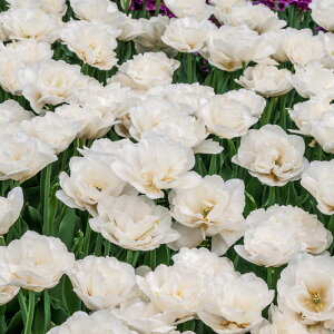   d炫 `[bv }Eg^R}  4Zbgy͂ ^zTulip zCg K[fjO A d炫 Ԓd nbs[K[f2025BU COMy82218z