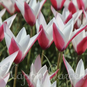 c AςȂOK  HA n`[bv yp[~gXeBbN 3`15Zbgys\ 10{`͂  [֑Ή z Tulipa 12Zbg A Ԓd 