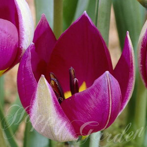 AςȂ@ `[bv yVp[ 4Zbgy͂  [֑ΉzTulipa clusiana Lady Jane@HA Ԃ̋ A HA Ԓd K[fjO K