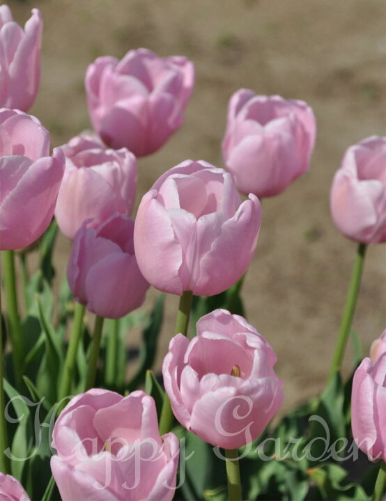 楽天市場 球根 チューリップ ピンクダイヤモンド 5球セット お届け中 中型球根 Tulip Pink Diamond 秋植え球根 22bu Com ハッピーガーデン