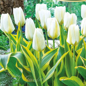   t `[bv s[V}uh 5Zbg  HAy͂ ^zTulip zCg bh A Ԓd A K[fjO ϊy2025BUzyCOMz