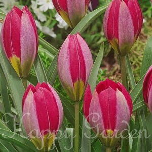 c AςȂOK HA n`[bv bhr[eB[ Iׂ5`15ys\ 10{`͂  [֑Ήz15Zbg Tulipa humilis Red Beauty   